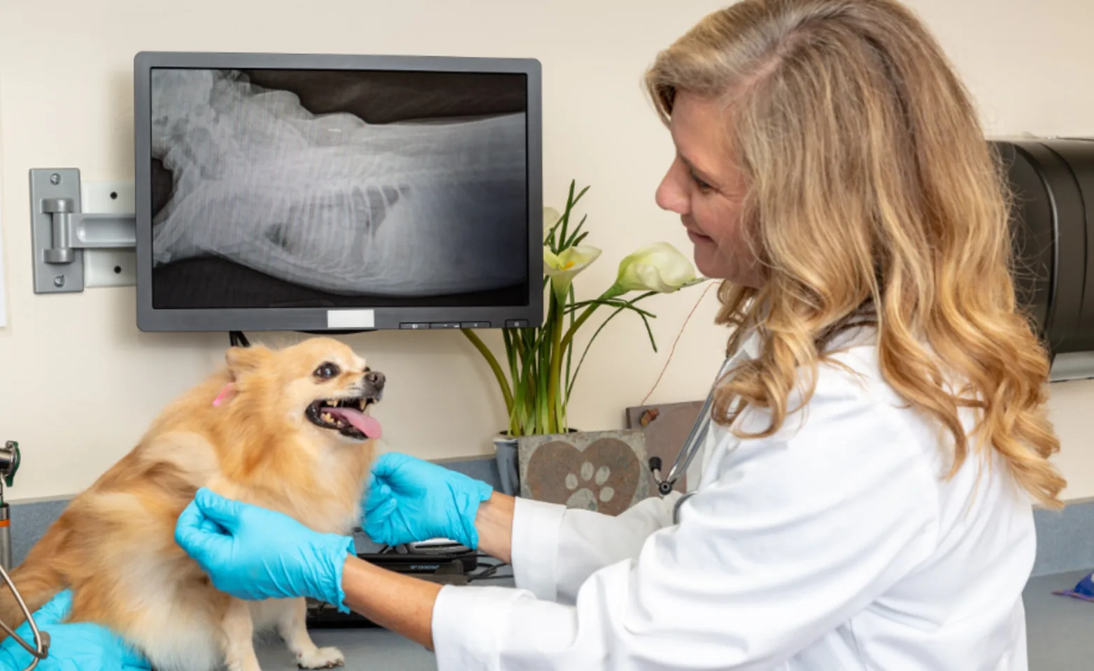 Veterinarian with a Small Dog Examining X-Ray
